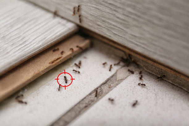 Best Insect Control  in Carlsbad, NM